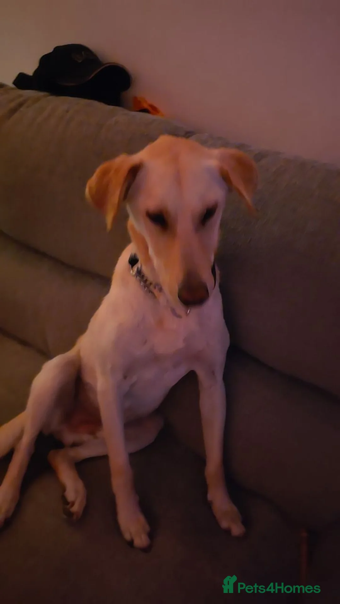 Mixed Breed dogs for sale: 1 Year Old beautiful doggo needs a new home - Advert 1