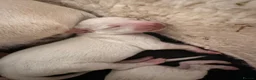Italian Greyhound dogs for sale: Beautiful cream KC Registered Italian Greyhound  - Advert 7