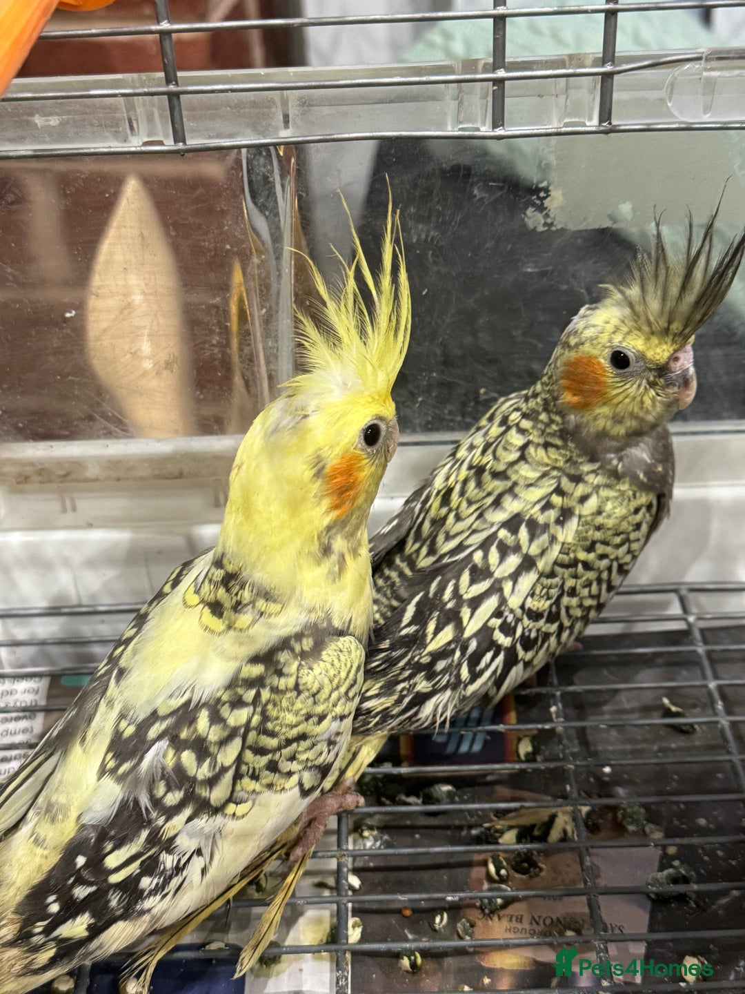 Cockatiels birds for sale: Baby cockatiels  - Advert 1