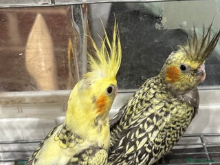 Cockatiels birds Baby cockatiels - Advert 2