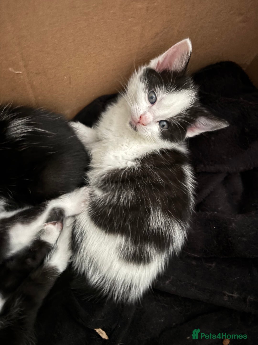 British Shorthair cats for sale: kittens for sale… 1 boy 1 girl in Glenrothes - Image 4