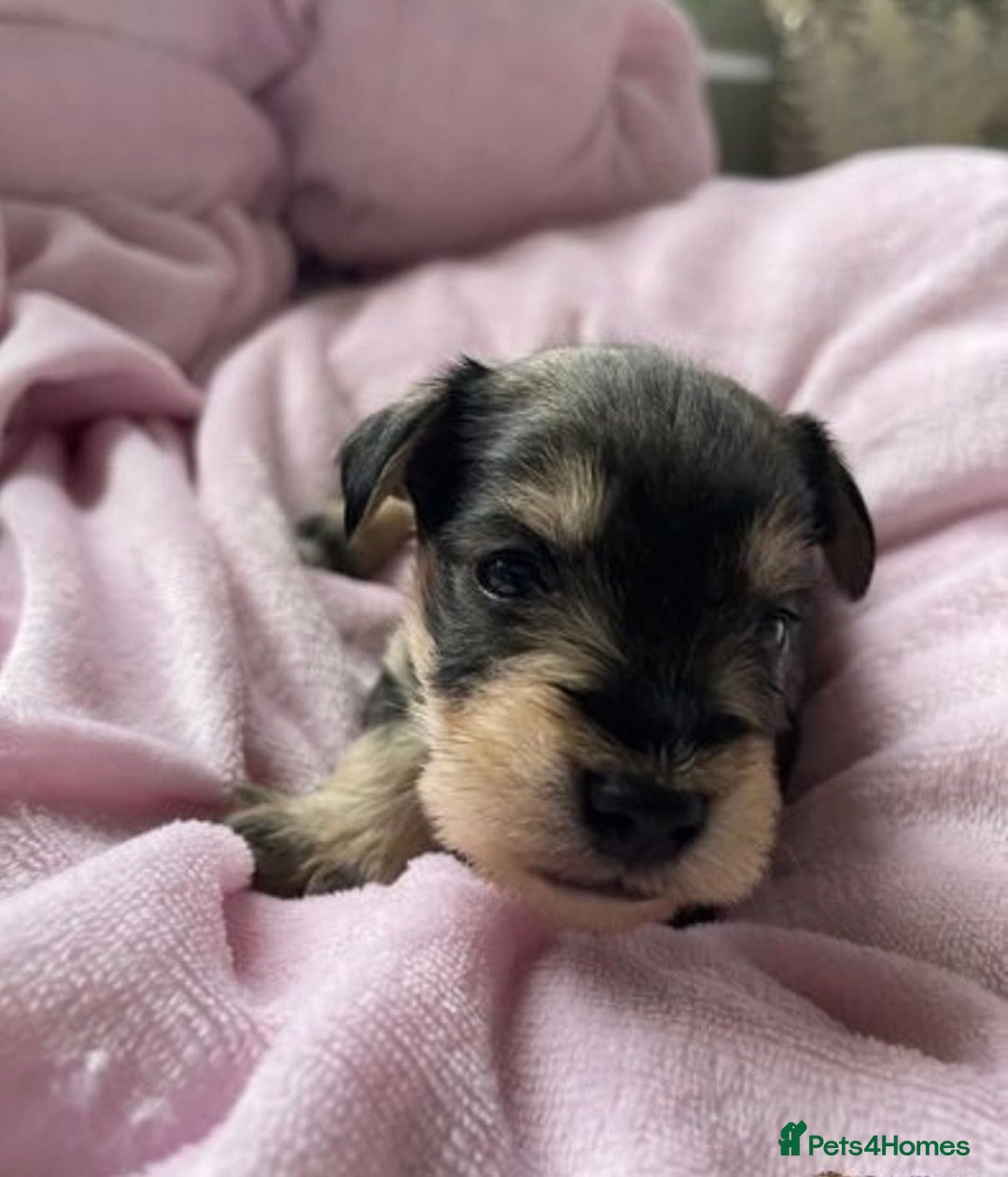 Miniature Schnauzer dogs for stud: KCChoc/White Miniature Schnauzer Stud MAC BVACLEAR in Coventry - Advert 28