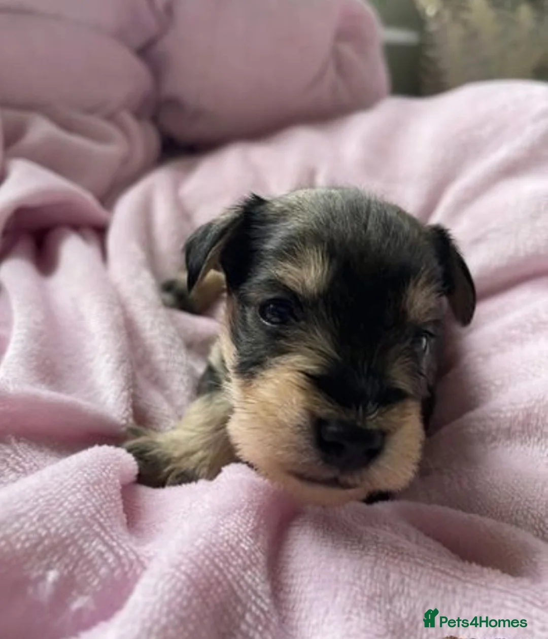 Miniature Schnauzer dogs for stud: KCChoc/White Miniature Schnauzer Stud MAC BVACLEAR in Coventry - Advert 28