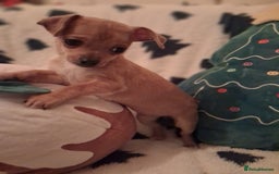 Mixed Breed dogs for sale: Sausage dog cross jackawawa puppies - Image 8