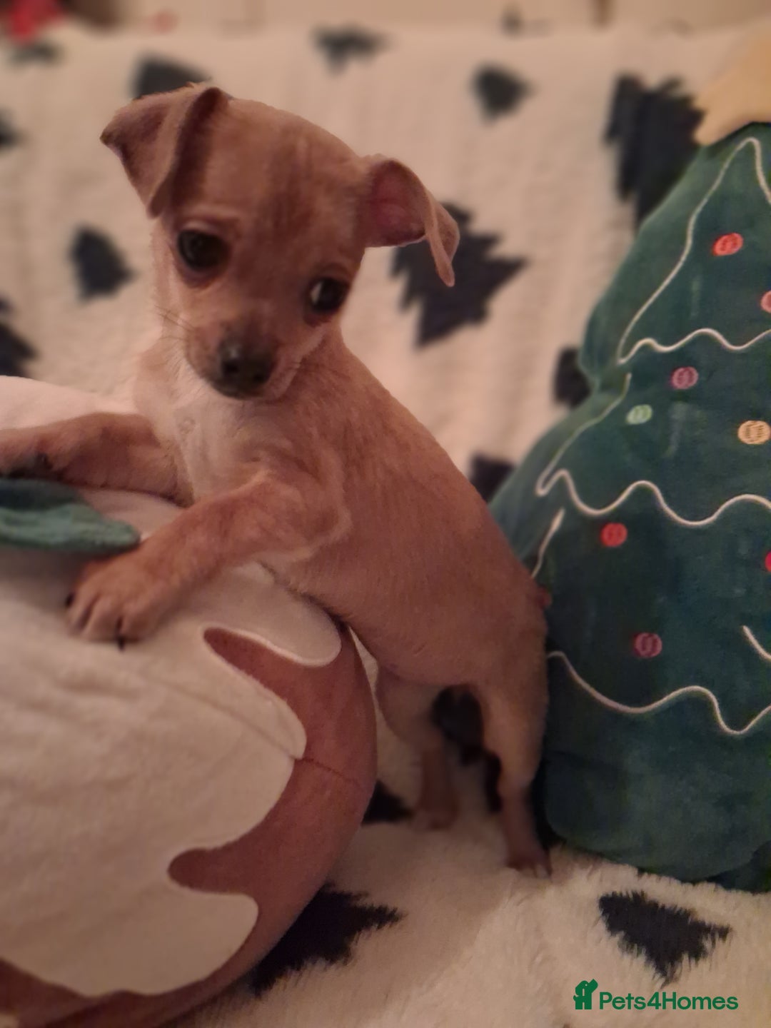 Mixed Breed dogs for sale: Sausage dog cross jackawawa puppies - Image 8