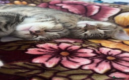 Domestic Shorthair cats for sale: 🐾Two Gorgeous Female Kittens🐾 - Image 1