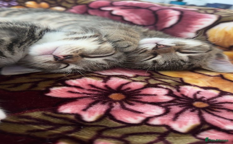 Domestic Shorthair cats - Advert 15