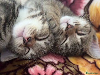 Domestic Shorthair cats - Advert 17