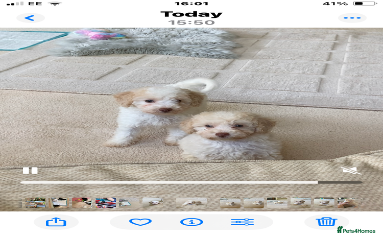 Cavapoo dogs - Advert 1