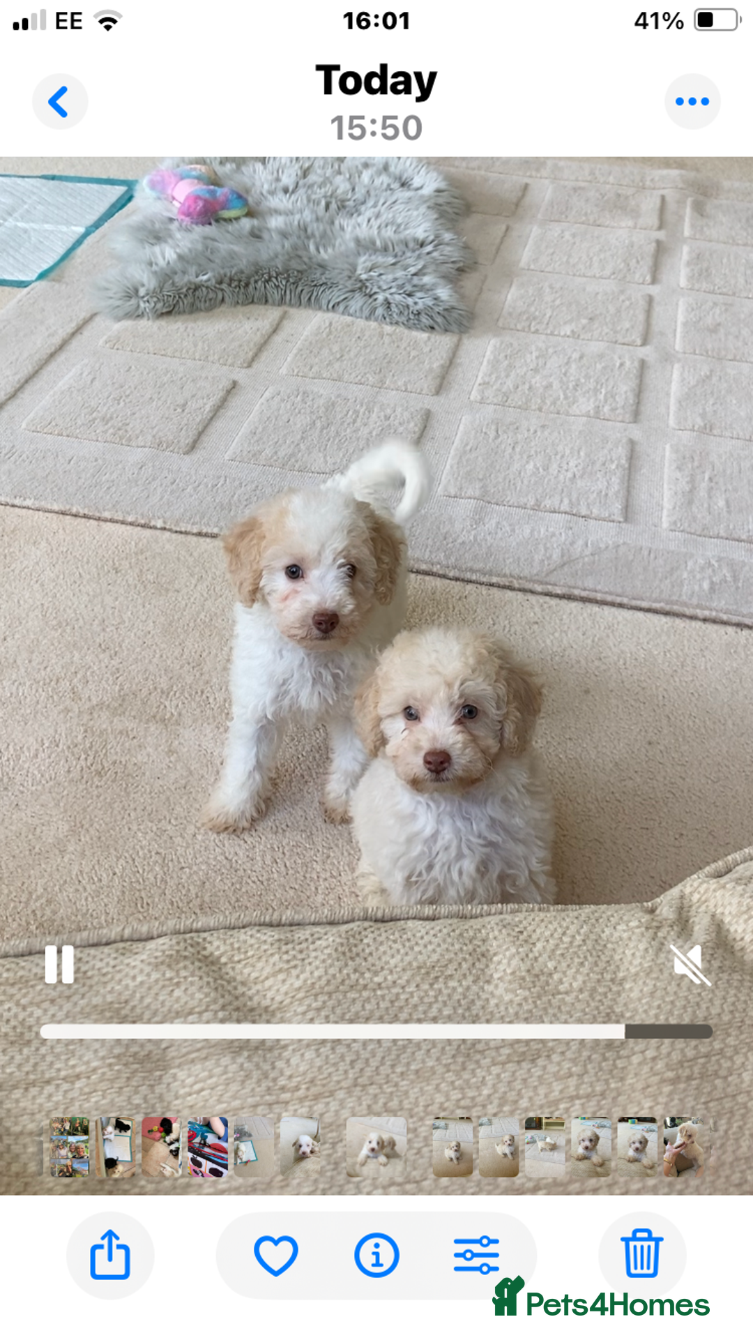 Cavapoo dogs for sale: One Cavapoo x poodle girl ready to go!!! - Image 4