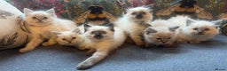 Ragdoll cats for sale: Stunning ragdoll kittens for forever homes  - Advert 3