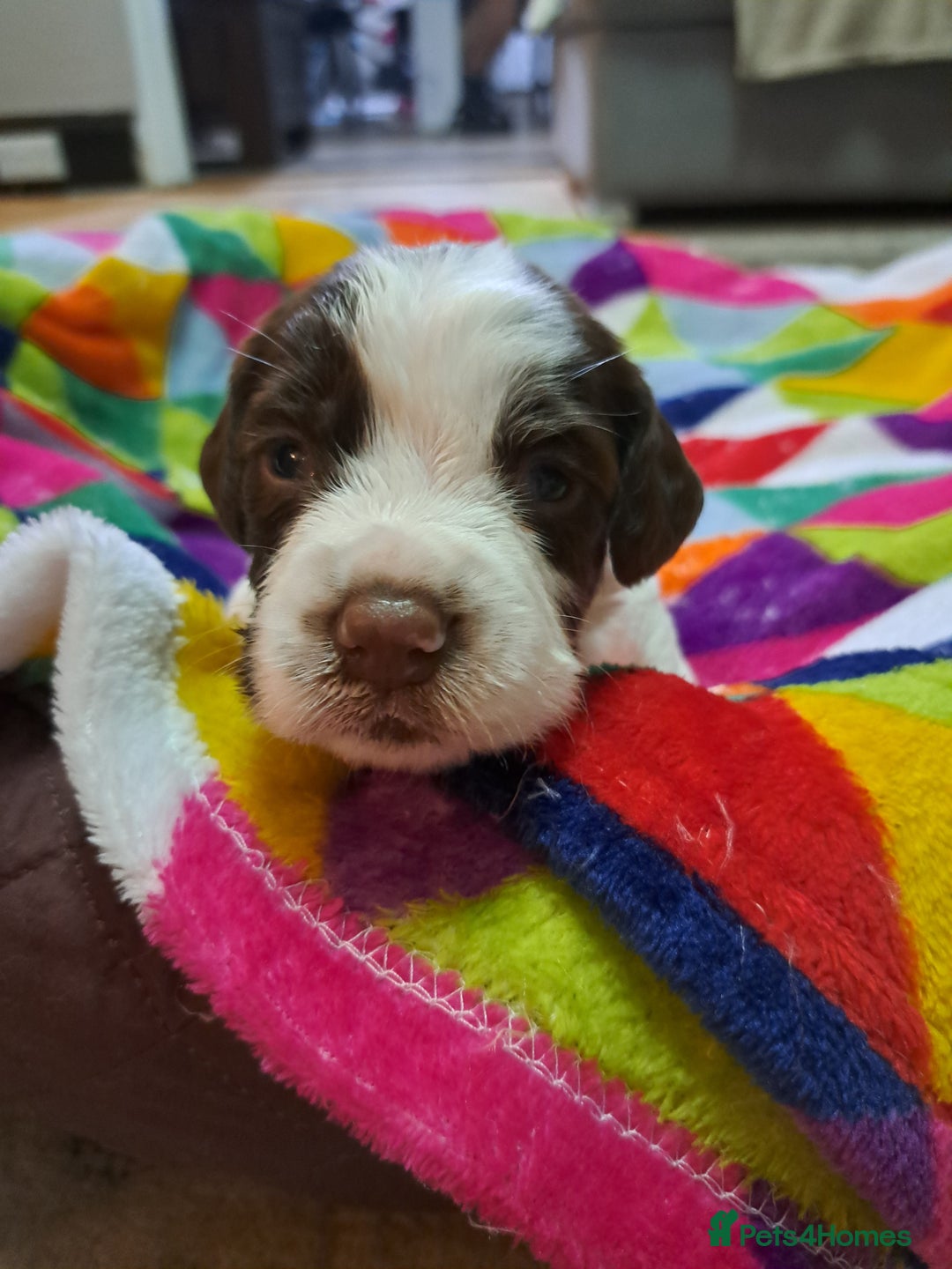 English Springer Spaniel dogs for sale: English springer spaniel pups - Image 17