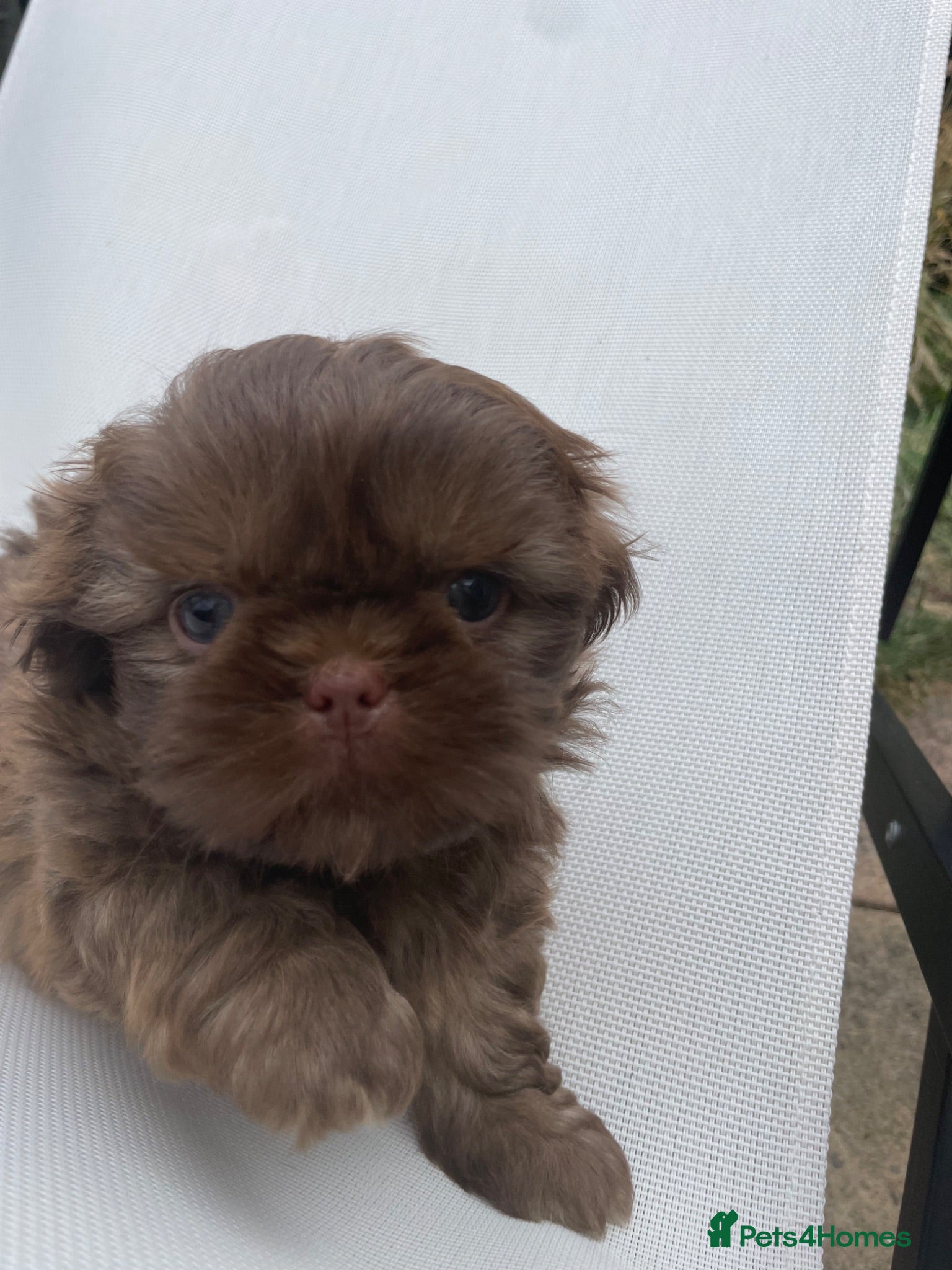 Shih Tzu dogs 2 boys available 🧸 ready in 2 wks 🐾🐾  - Advert 2