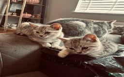 British Shorthair cats for sale: Silver tipped British Shorthair kittens  - Image 2