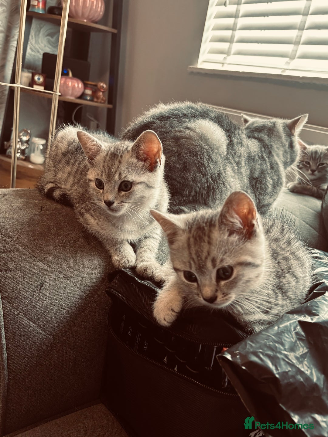 British Shorthair cats for sale: Silver tipped British Shorthair kittens  - Image 2
