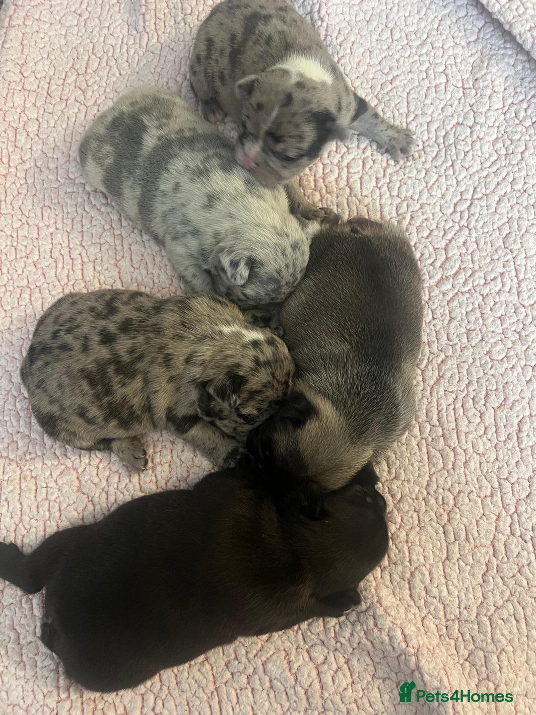 French Bulldog dogs for sale: 5 beautiful French bulldogs for sale - Image 3