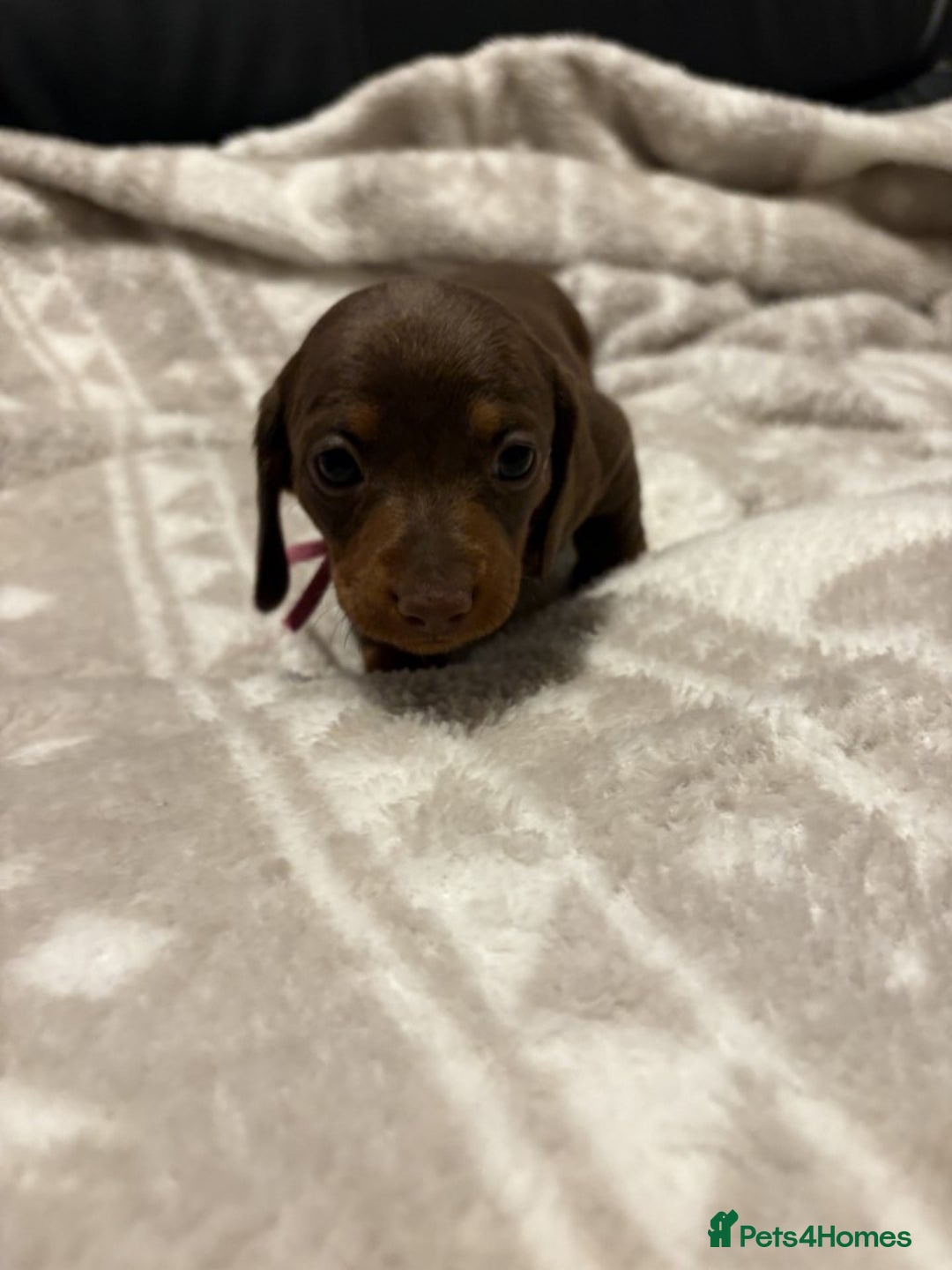 Miniature Dachshund dogs for sale: Miniature Dachshund Puppies Chocolate and Tan KC - Advert 8