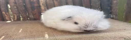 Guinea Pig rodents for sale: Swiss teddy babies - Advert 3