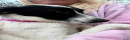 Mixed Breed dogs for adoption: Rama - Norwich Norfolk  - Advert 15
