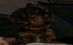 Miniature Dachshund dogs for sale: 1 year 1 month miniature dachshund male dapple - Image 2