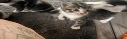 Mixed Breed cats for sale: Beautiful kittens ready to leave soon  - Advert 11