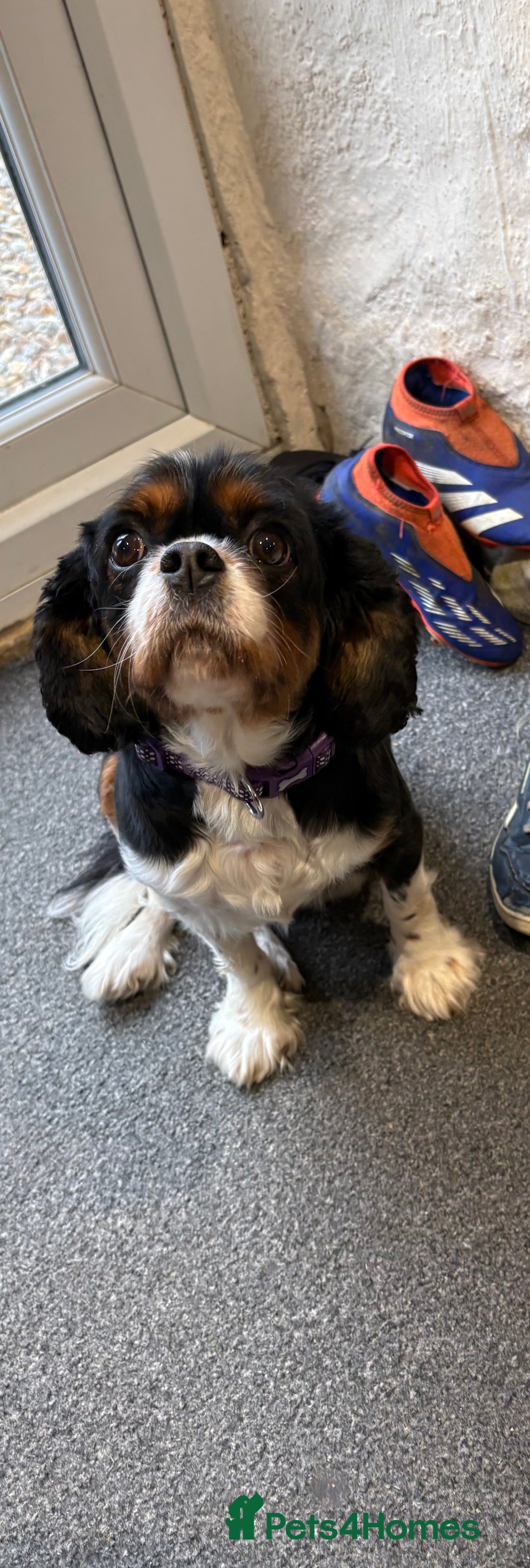Cavalier King Charles Spaniel dogs for sale: Cavalier King Charles female - Advert 2