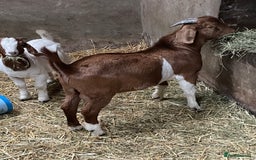 Goats livestock for sale: Boer Kids - This year   - Image 4