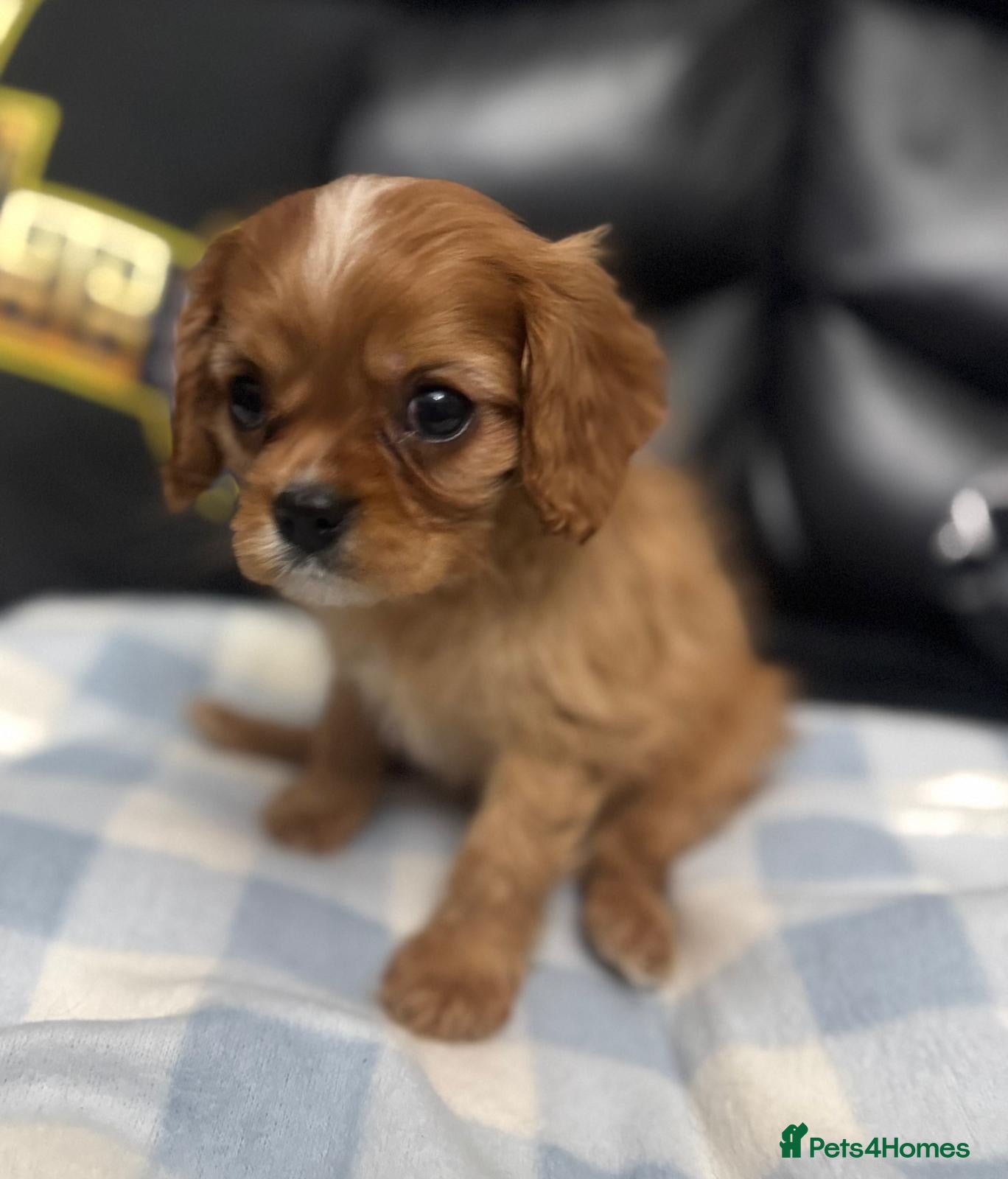 Cavalier King Charles Spaniel dogs Cavalier King Charles puppies - Advert 4