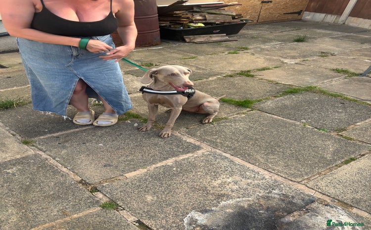 Weimaraner dogs - Advert 1