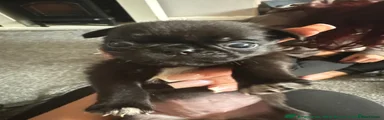 Pug 7