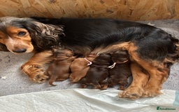 Cocker Spaniel dogs for sale: Outstanding kc reg cocker spaniel puppies - Image 13