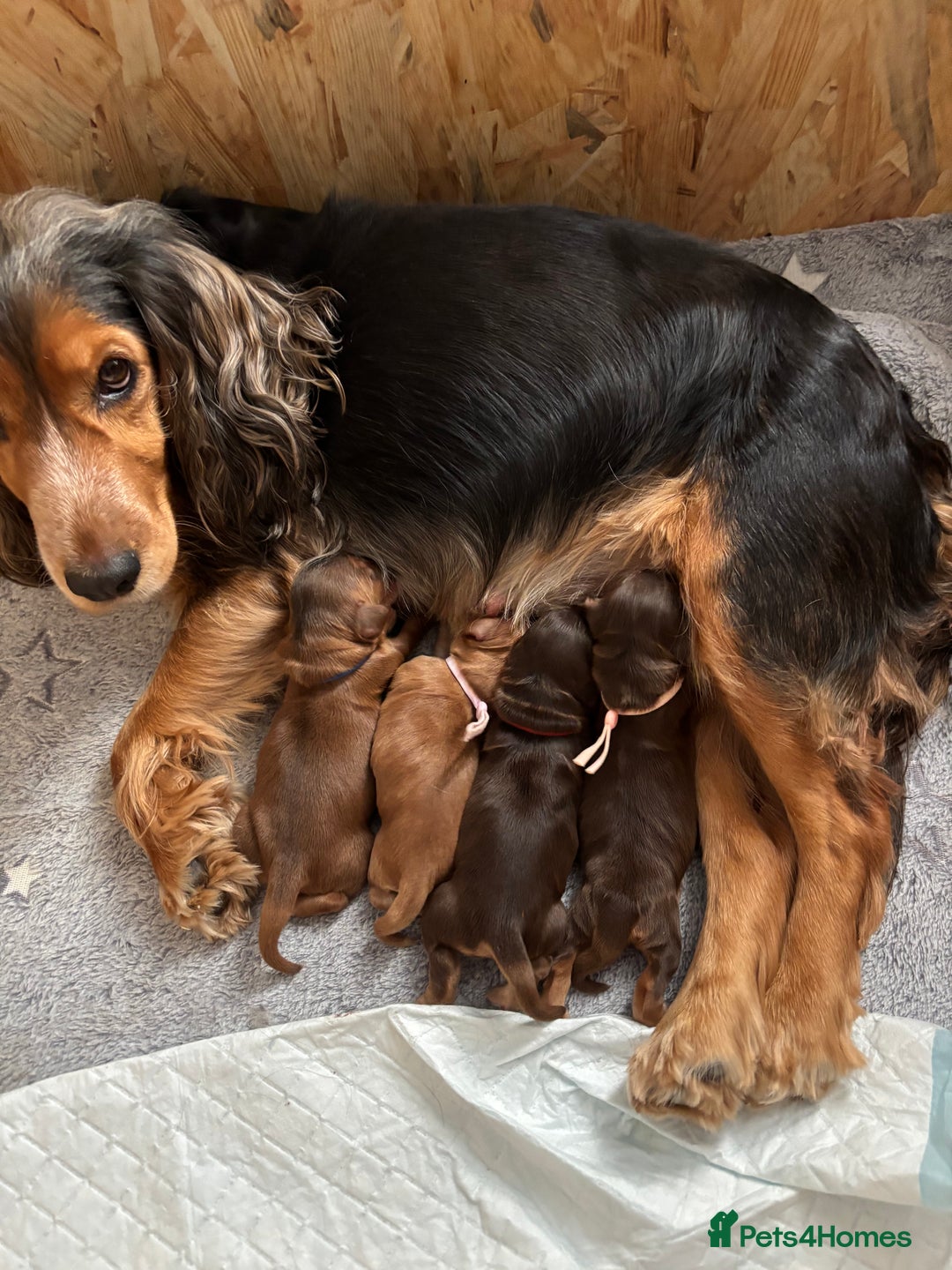 Cocker Spaniel dogs for sale: Outstanding kc reg cocker spaniel puppies - Image 13