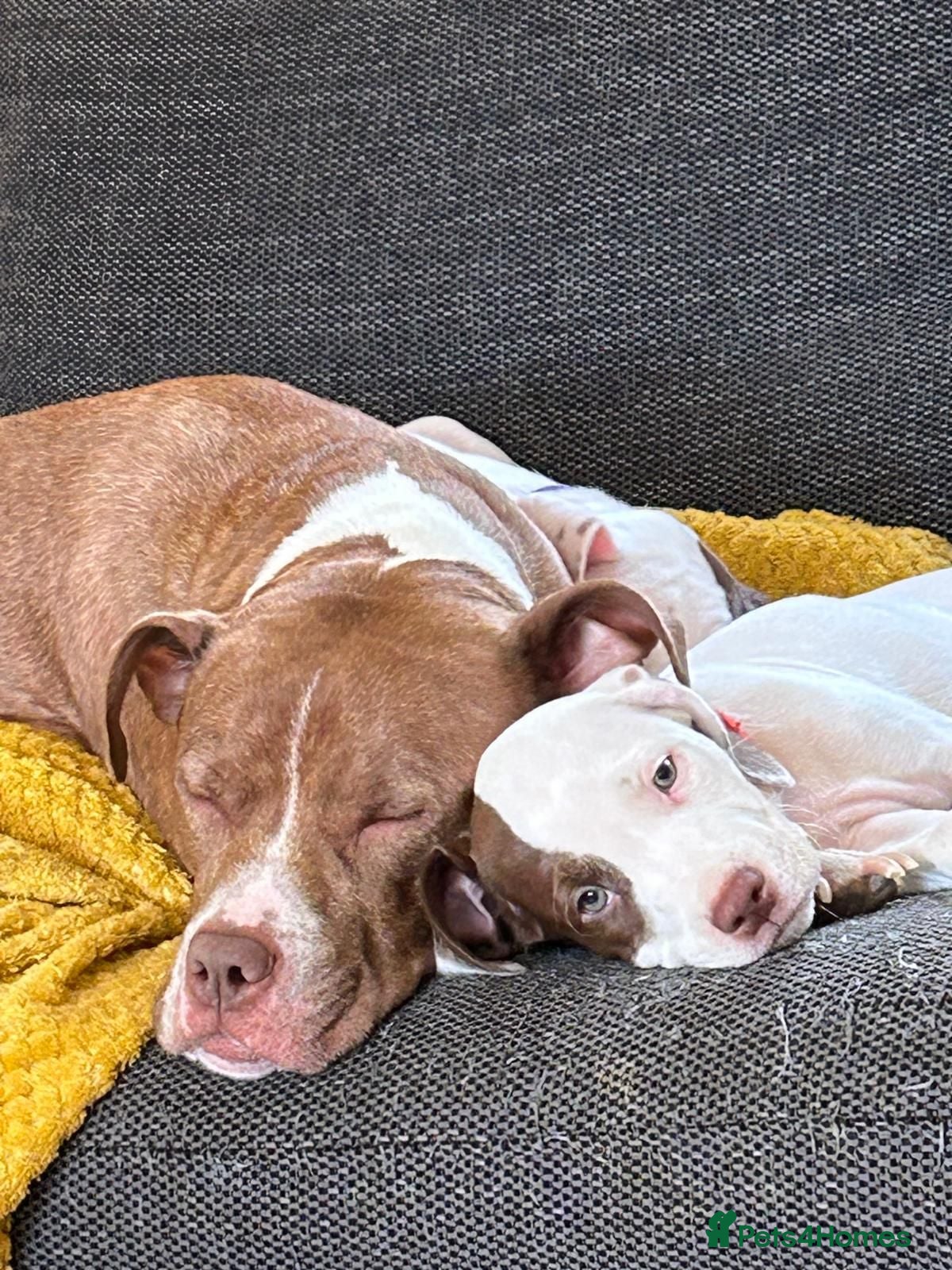 Mixed Breed dogs Springer spaniel X Staffordshire bull terrier - Advert 4