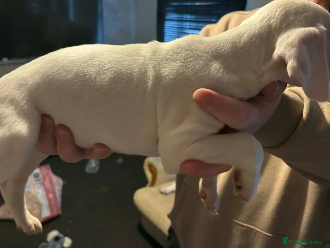 Mixed Breed dogs for sale: Bull cross staffy pups. LAST 2 GIRLS LEFT  - Advert 36