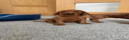 Irish Setter dogs for sale: KC registered Irish Setter puppies Bexhill-on-Sea - Advert 7