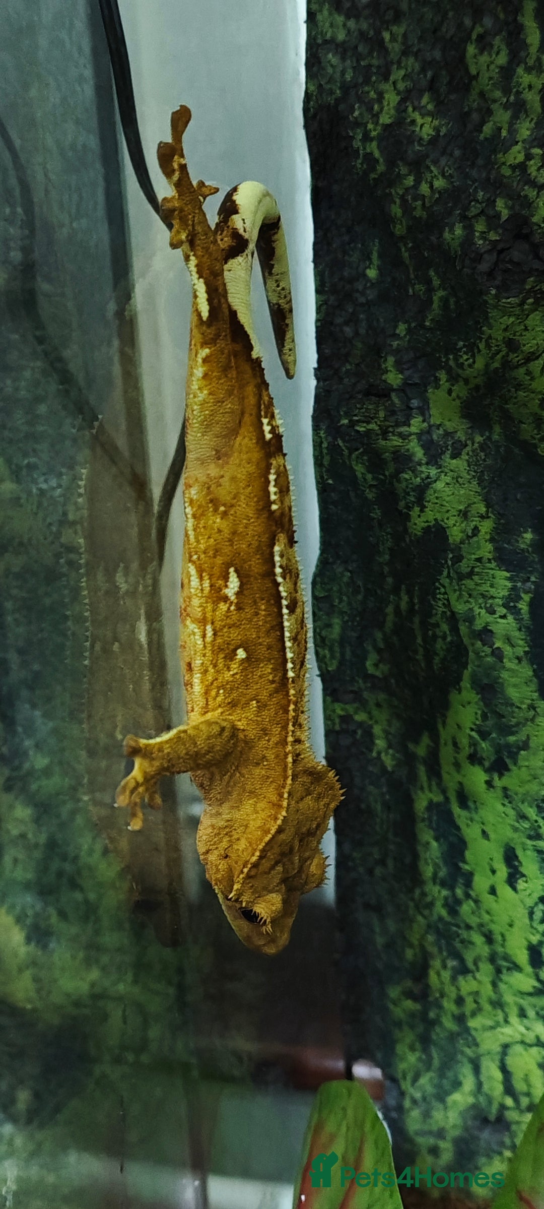 Gecko reptiles for sale: 2x crested gecko in Exoterra vivarium Sheffield - Image 2