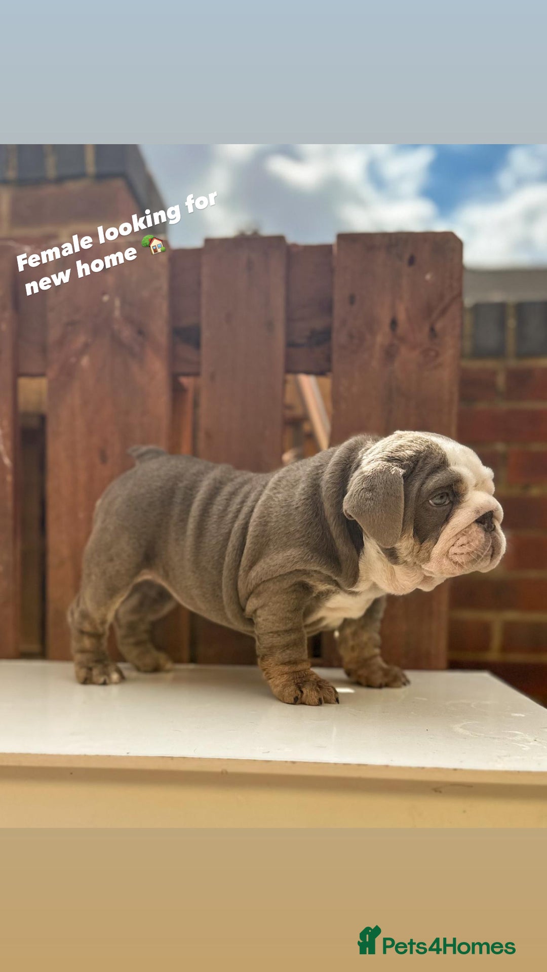 English Bulldog dogs for sale: English bulldog puppy  in Kettering - Image 2