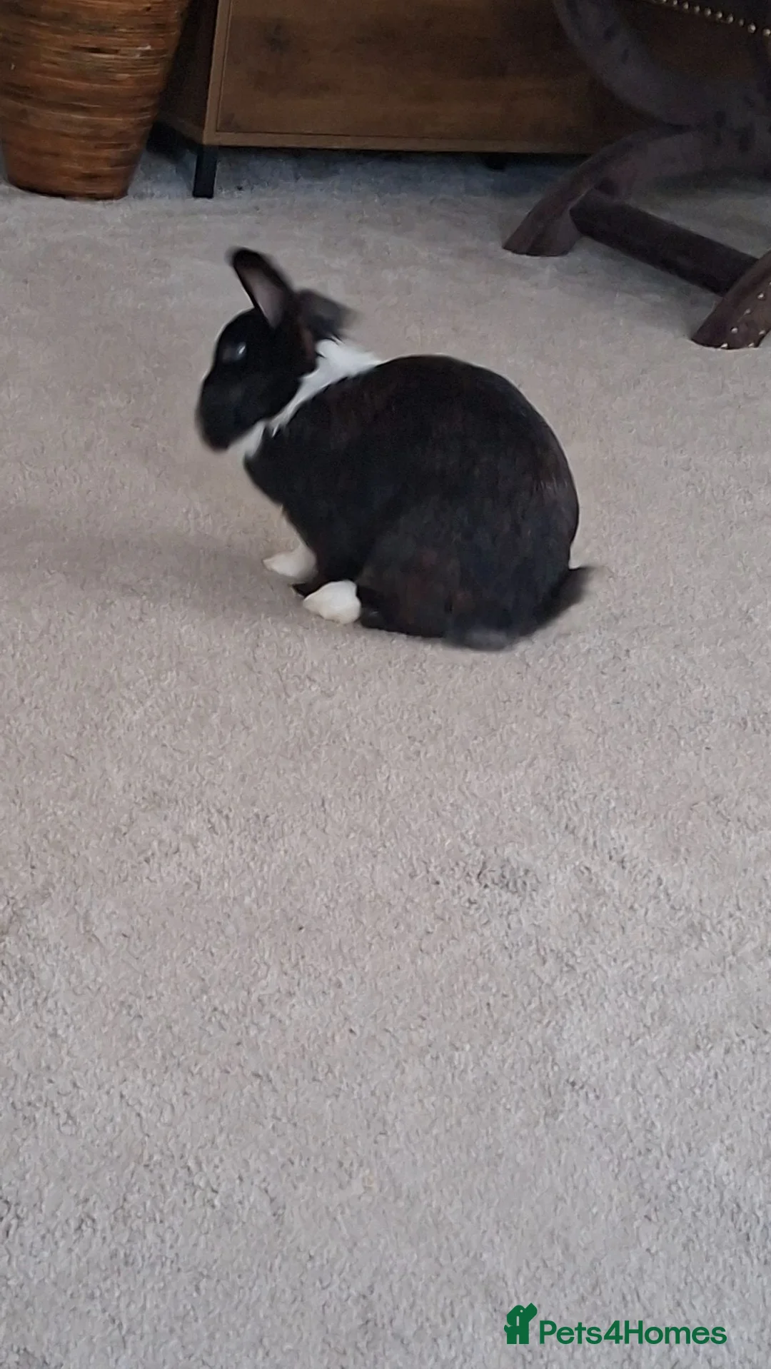 Mixed Breed rabbits for sale: Mix breed lop rabbit  in Whitby - Advert 6