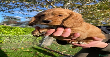 Cocker Spaniel dogs - Advert 1