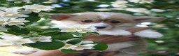 Welsh Corgi Pembroke dogs for sale: KC Registered Welsh Corgi (Pembroke) - Advert 8