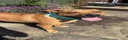 Bullmastiff dogs for sale: Bullmastiff  - Advert 2