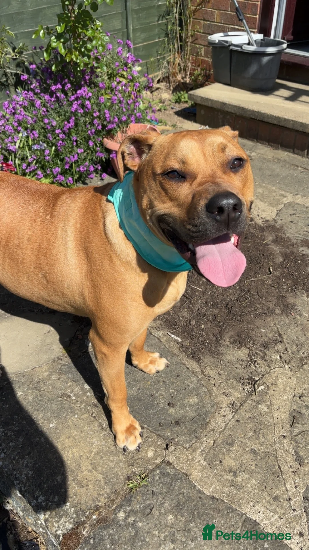 Bullmastiff dogs for sale: Bullmastiff  - Advert 2
