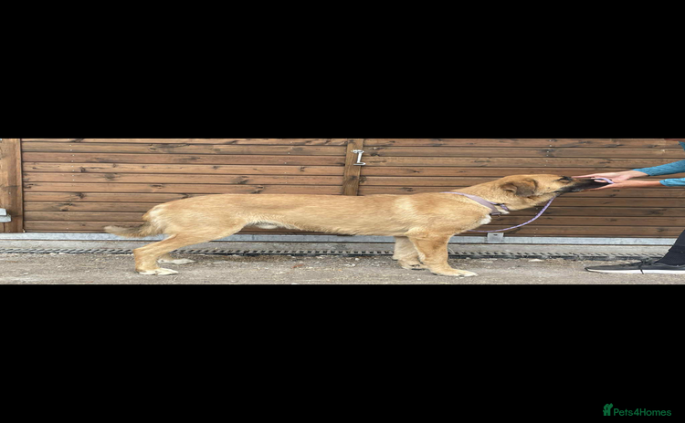 Mixed Breed dogs - Advert 4