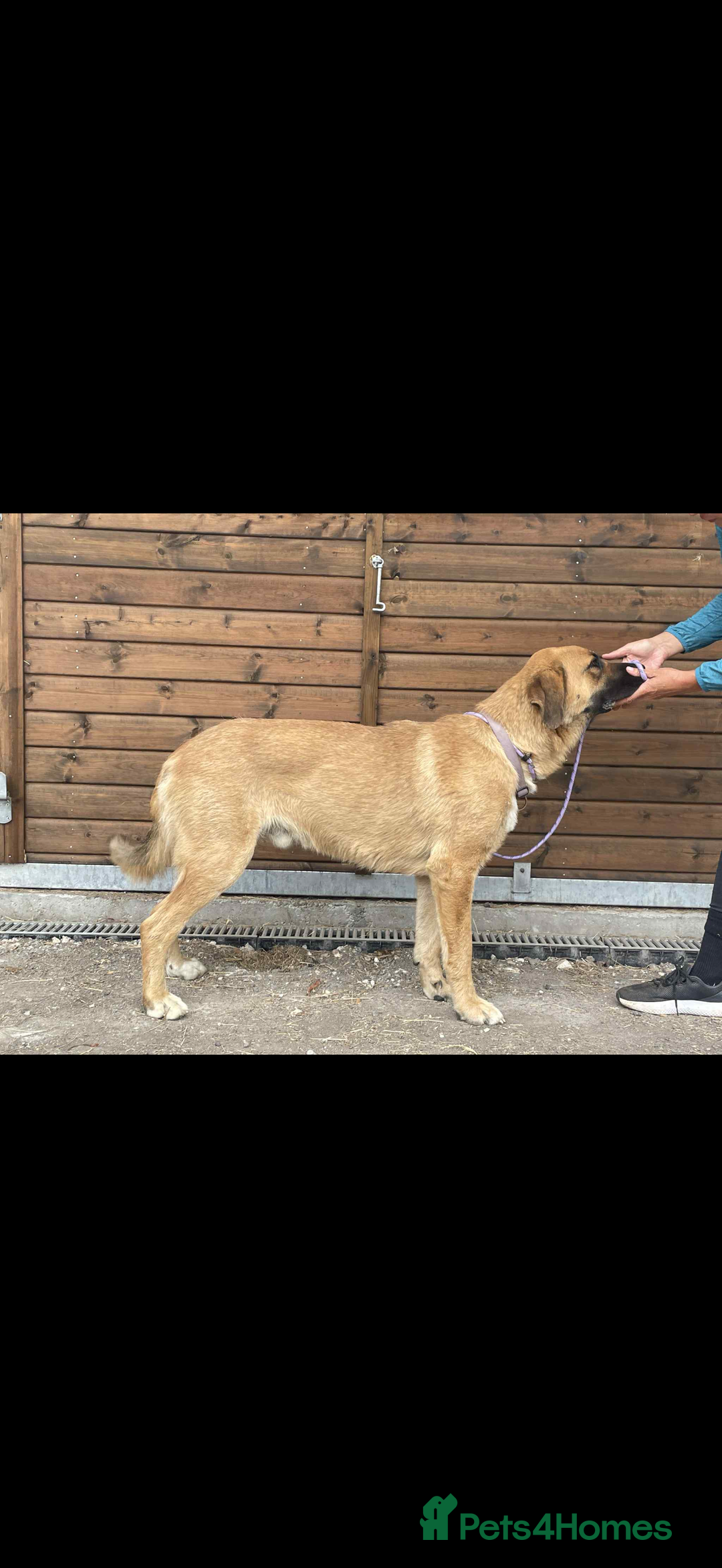 Mixed Breed dogs for sale: Hello my name is Zeus! - Image 1