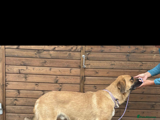 Mixed Breed dogs - Advert 14