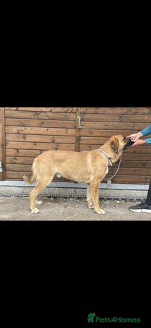 Mixed Breed dogs - Advert 3