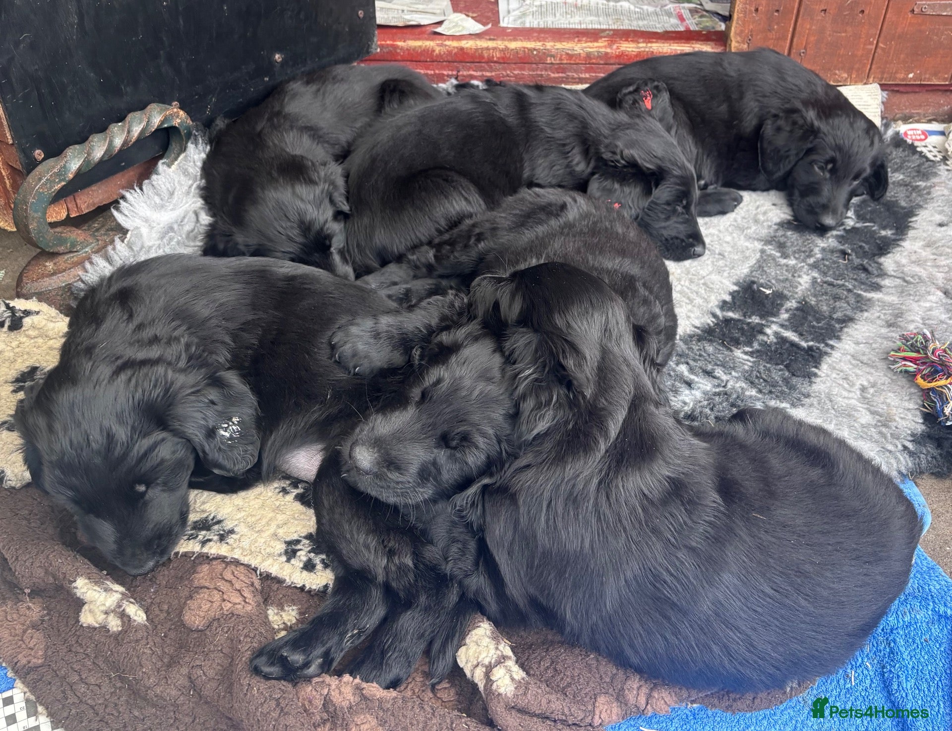 Flat coated Retriever dogs Flat Coated Retriever Puppies   - Advert 4