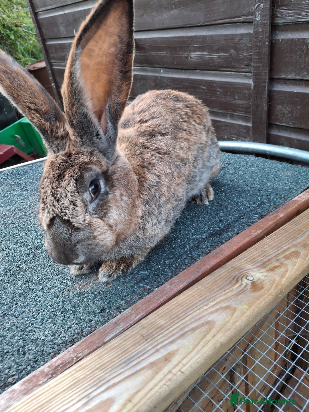 Continental Giant rabbits for sale: Continental giant rabbit  - Image 3