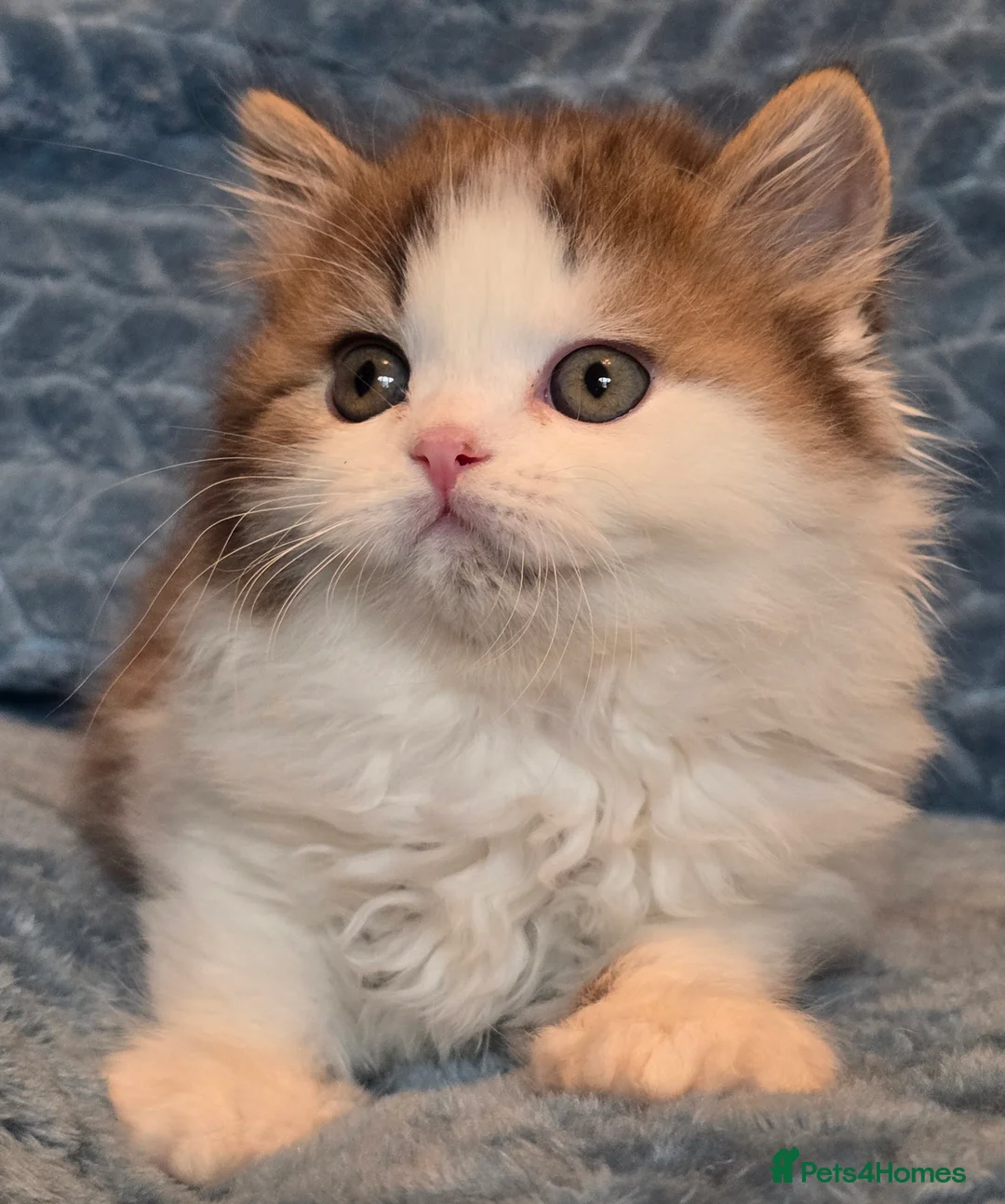 British Shorthair cats for sale: TICA registered British shorthair kittens - Advert 8