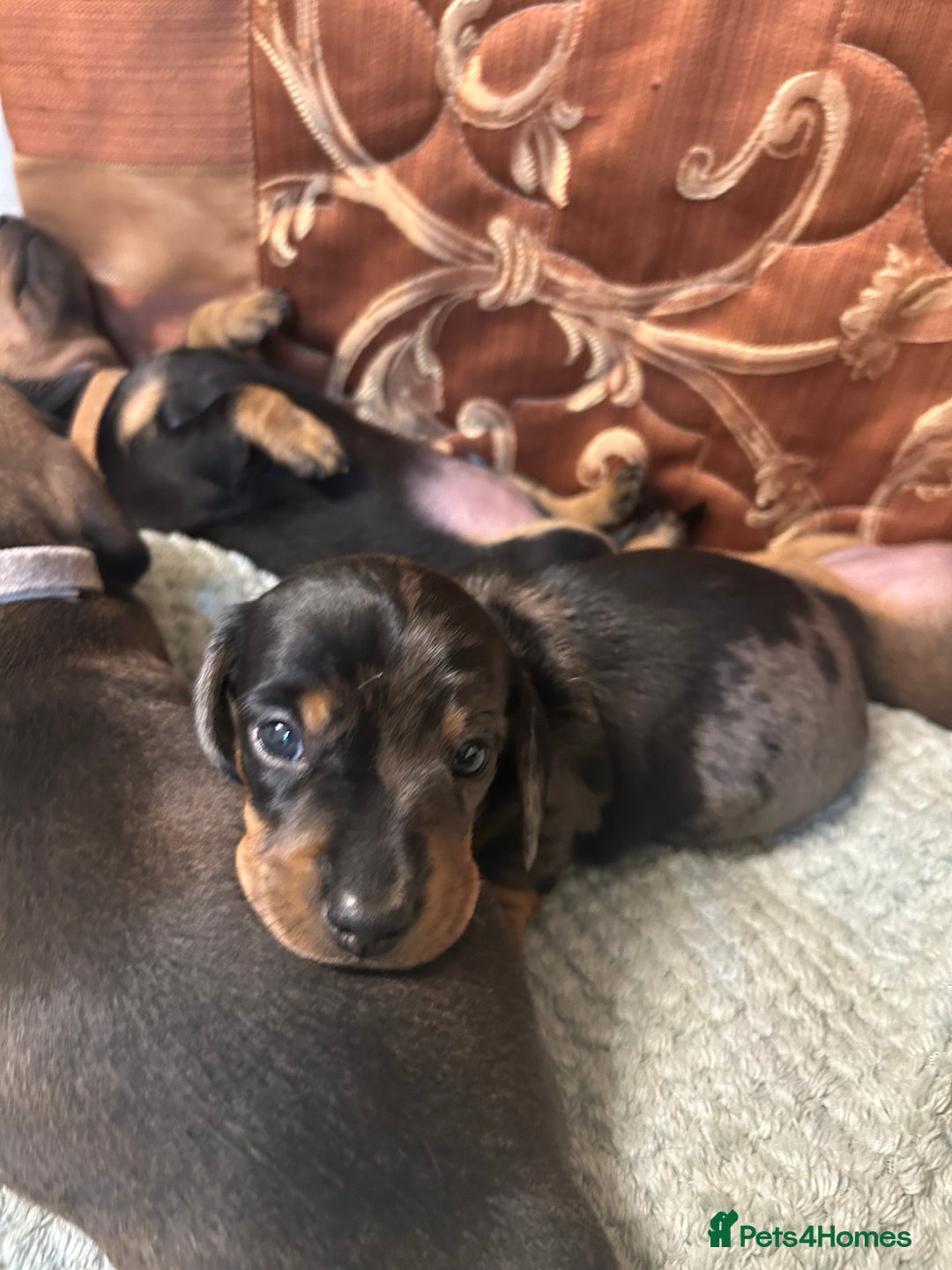 Miniature Dachshund dogs for sale: KC registered PRA CLR miniature dachshund  - Advert 14